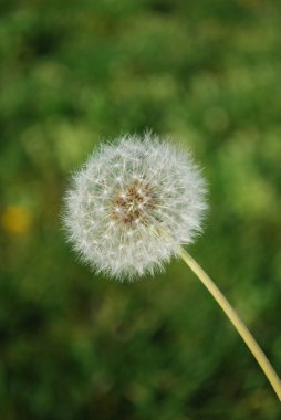 Dandelion with Grass Background clipart