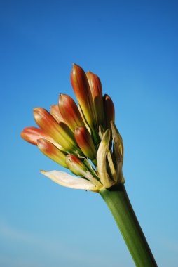 Orange Clivia Miniata clipart