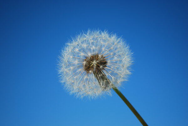 Dandelion with Blue Sky Background