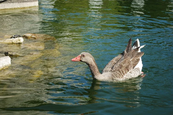 Утки плавают в искусственном озере — стоковое фото
