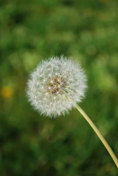 Dandelion with Grass Background — Stock Photo, Image