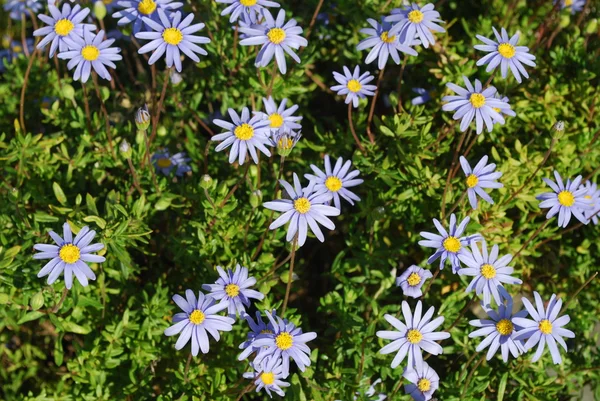 stock image Bunch of Purple Daisys