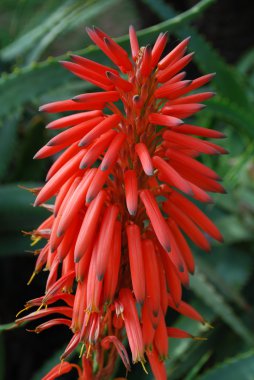 Red Aloe Ciliaris Flower clipart