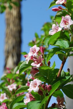 Weigela pink/white flowers clipart