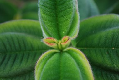 ligustrum japonnicum bitki