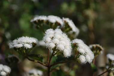 Ageratina Adenophora (Papatya)