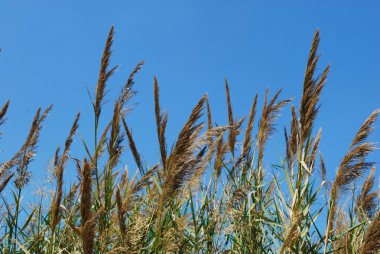 Reed grass on a lake clipart