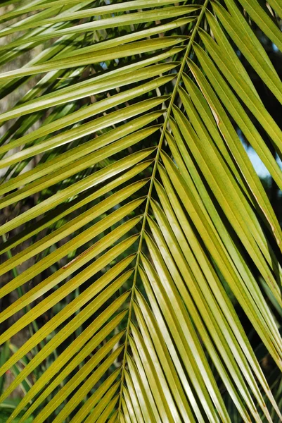 Washington palmiye ağacı — Stok fotoğraf