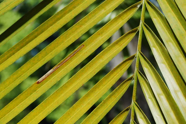 Вашингтонская пальма — стоковое фото