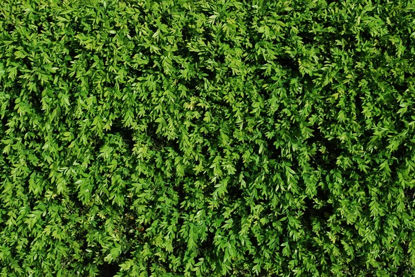 Zelený trávník pozadí — Stock fotografie