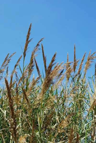 Reed trávy na jezeře — Stock fotografie