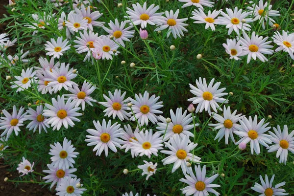 stock image Daisys on a botanic garden