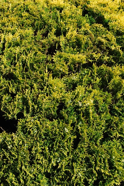 Arbusto de árvore verde (vertical ) — Fotografia de Stock