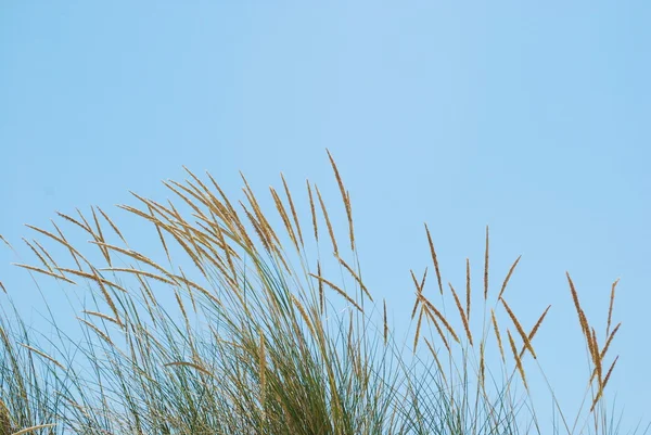 Тростниковый травяной фон на тропической красоте — стоковое фото