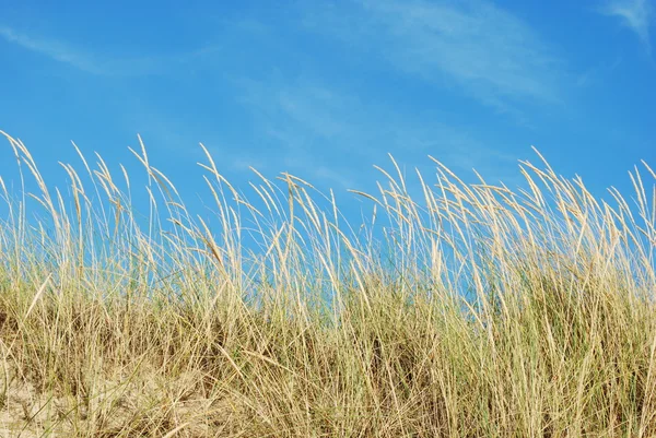 Reed çim zemin üzerine bir tropikal beac — Stok fotoğraf