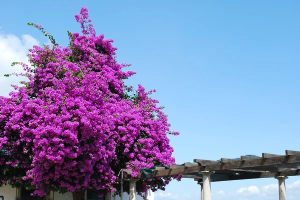 Kwiaty fioletowe bouganvilla — Zdjęcie stockowe