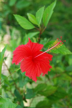 Kırmızı hibiscus pistilles çiçek