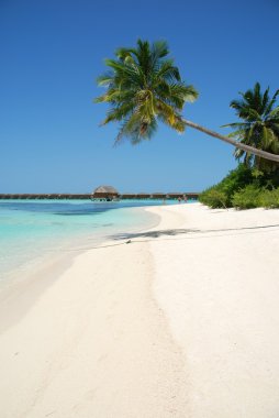 Beach paradise with palm tree hanging clipart