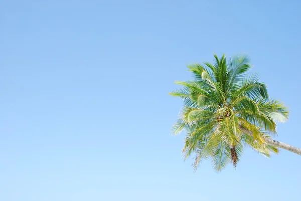 活気のあるココナッツ椰子の木 — ストック写真