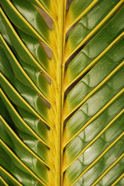 Vibrant coconut palm tree detail/backgro — Stock Photo, Image