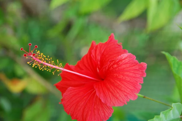 Kwiat czerwony hibiscus pistilles — Zdjęcie stockowe