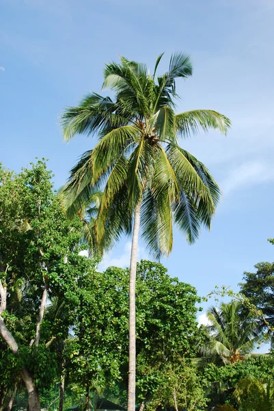 Kokosnøttpalmer – stockfoto