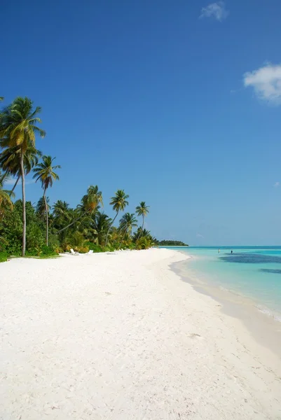 Strand paradis med palmer — Stockfoto