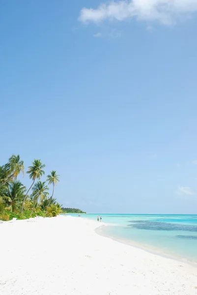 Beach paradise with palm trees — Stock Photo, Image