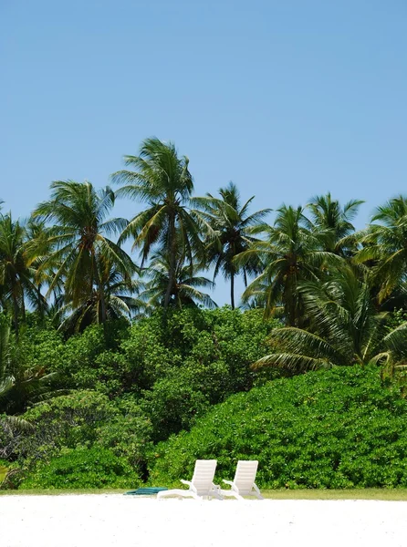 Palmy kokosowe z krzesła białą (ho — Zdjęcie stockowe