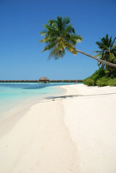 Strand paradijs met palm tree opknoping — Stockfoto