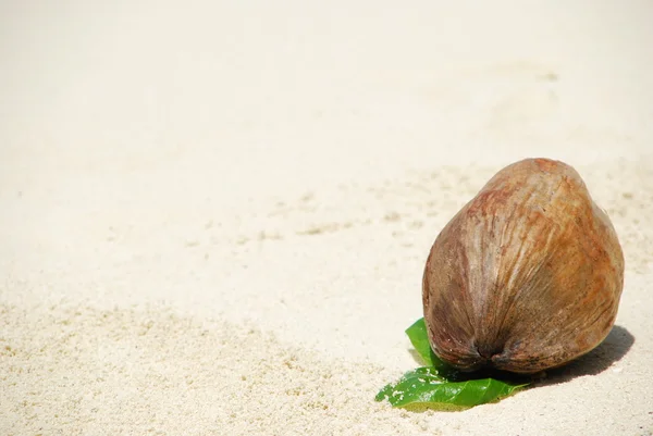 Φρούτα καρύδας σε μια τροπική αμμώδη παραλίαモルディブの砂浜の熱帯 bea で書かれました。 — Φωτογραφία Αρχείου