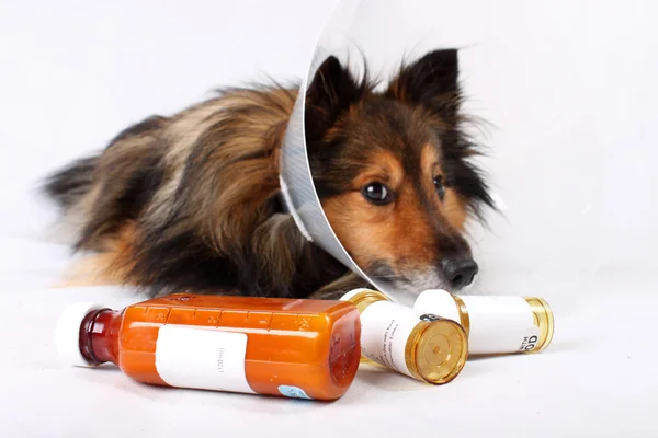 Sick dog — Stock Photo, Image