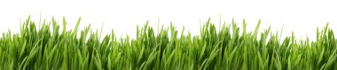 Tall grass banner clipart