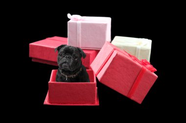 Pug Present clipart