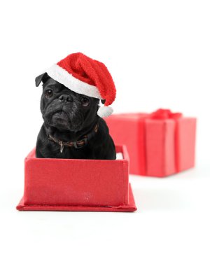 Pug Present clipart