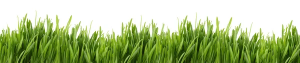 Högt gräs banner — Stockfoto