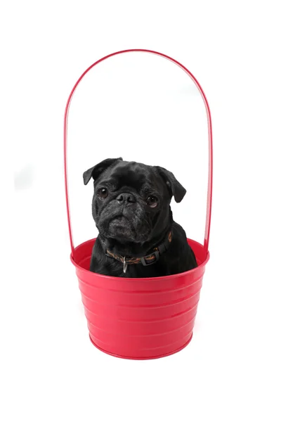 Pug in Pot — Stockfoto