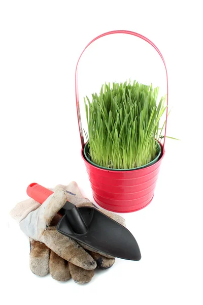 鉢植えの草とツール — ストック写真