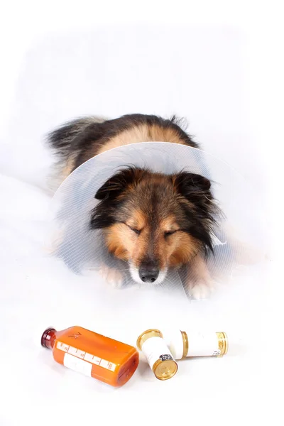 Nemocný pes — Stock fotografie