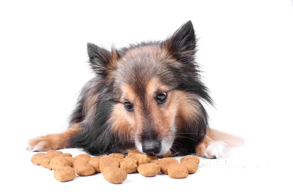 Hund essen — Stockfoto