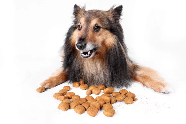 Eating dog — Stock Photo, Image