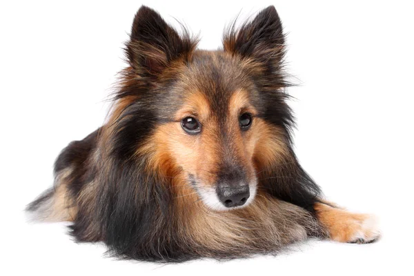 Sheltie dog portrait — Stock Photo, Image