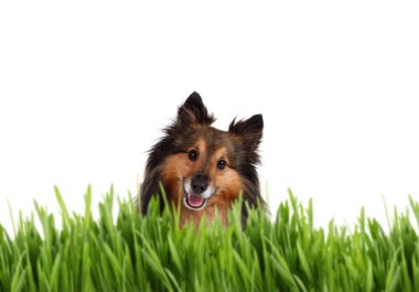 Cute Sheltie behind grass clipart