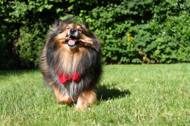 Brown Sheltie clipart