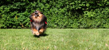 Brown Sheltie clipart