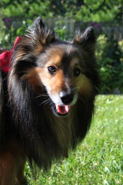 Brown Sheltie portrait clipart