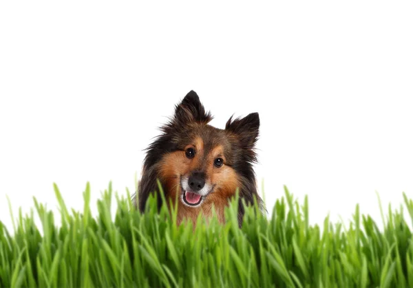 Cute Sheltie behind grass — Stock Photo, Image