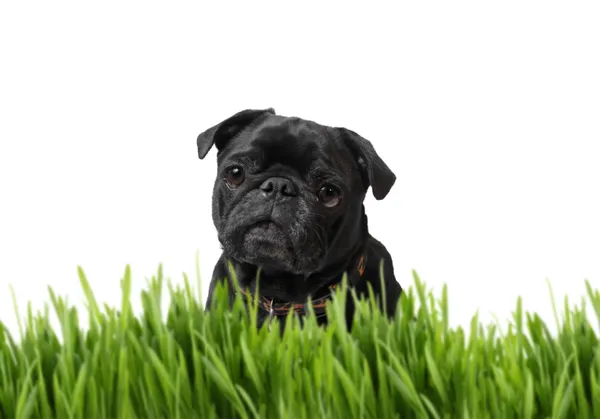 Zwarte pug achter gras — Stockfoto