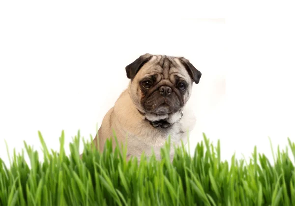 Tan gekleurde pug achter gras — Stockfoto