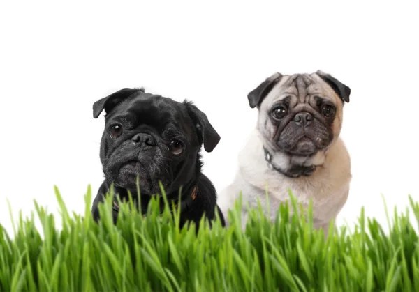 Black and fawn pug behind grass — Stock Photo, Image